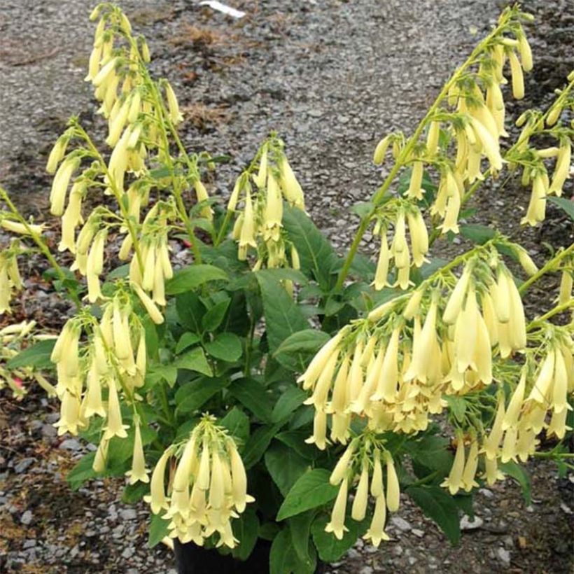 Fuchsia du Cap - Phygelius Yellow Sovereign jaune (Floraison)