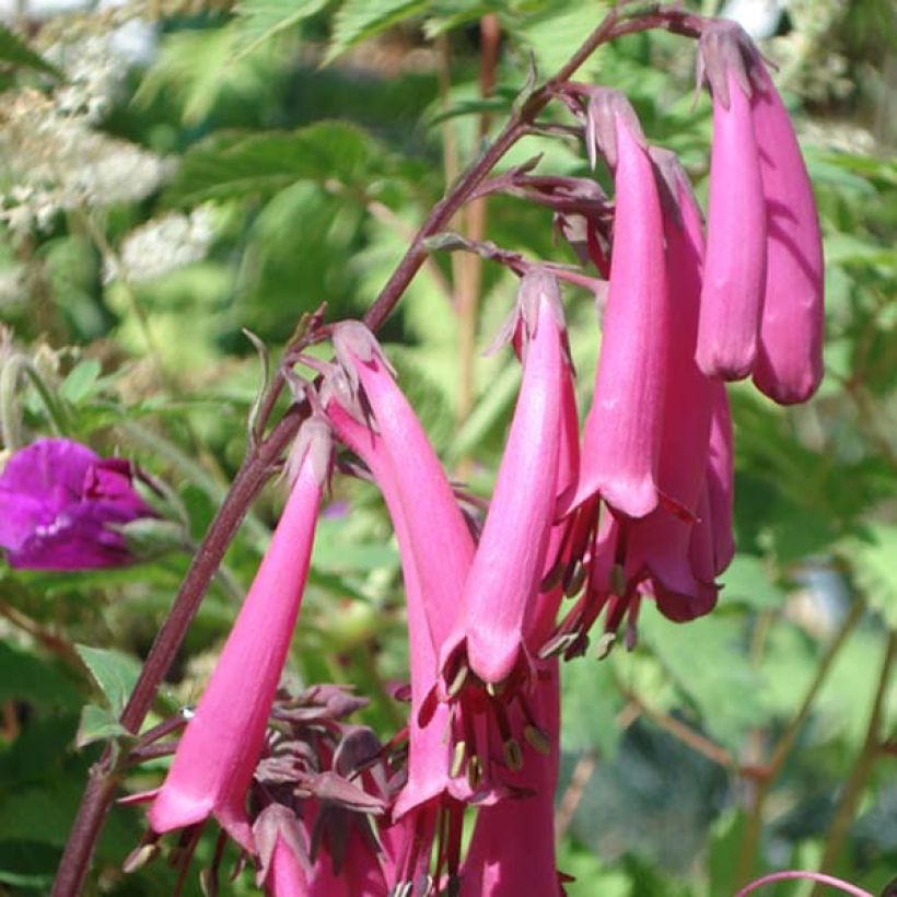 Fuchsia du Cap-Phygelius Funfare Wine (Floraison)