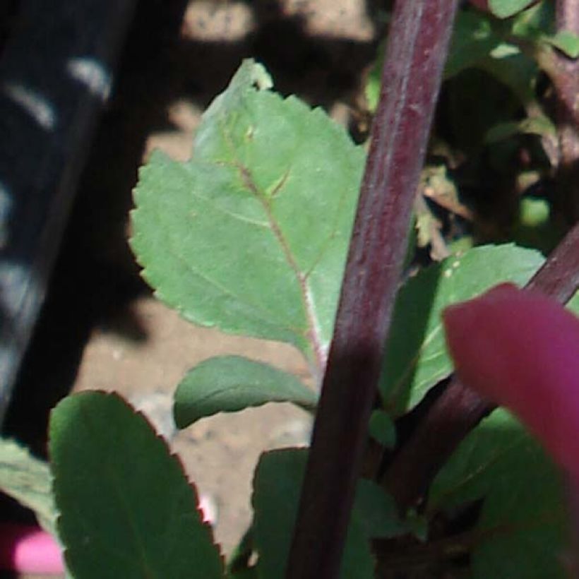 Fuchsia du Cap-Phygelius Funfare Wine (Feuillage)