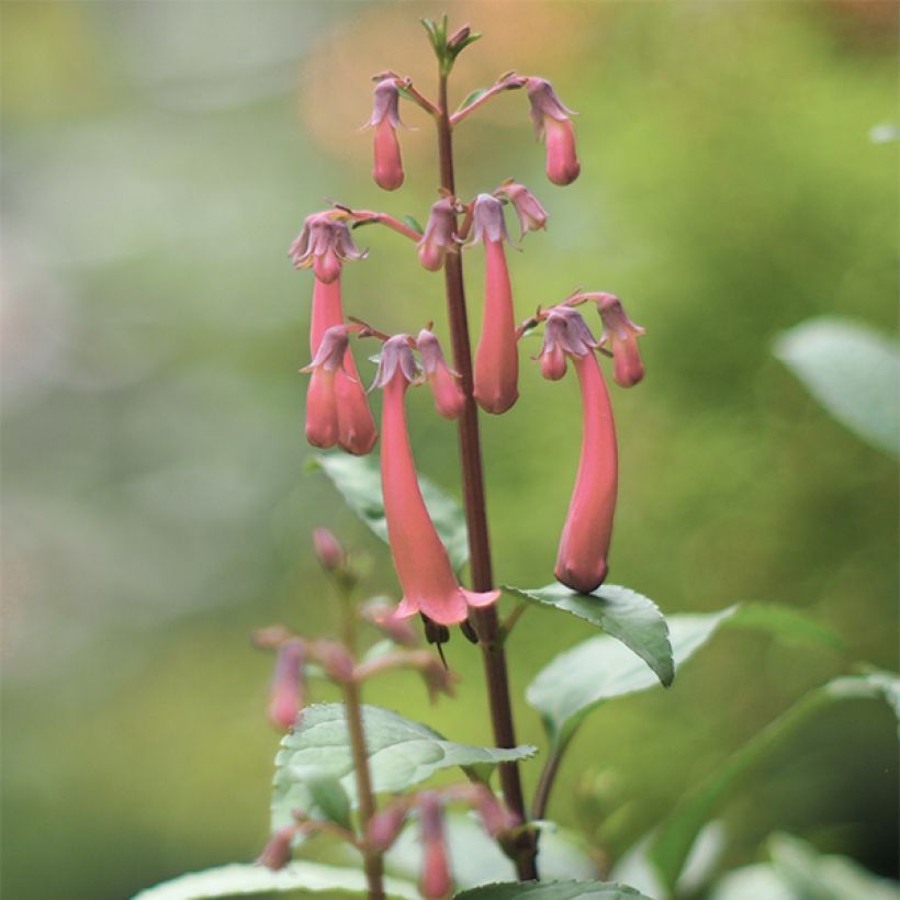 Fuchsia du Cap, Phygelius aequalis Pink Trumpet (Floraison)