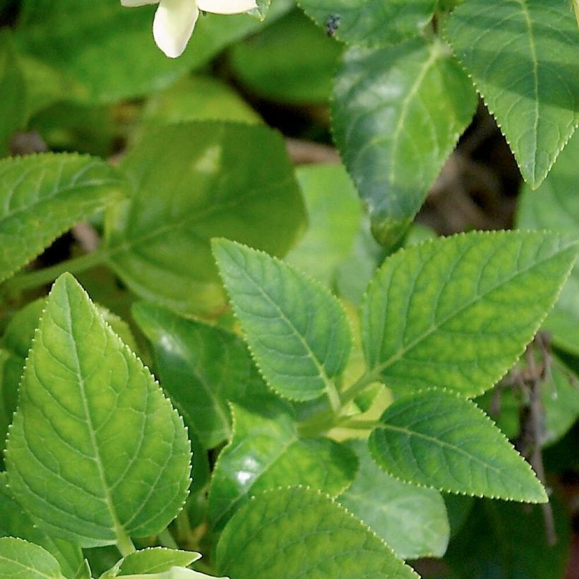 Fuchsia du Cap, Phygelius aequalis Yellow Trumpet (Feuillage)