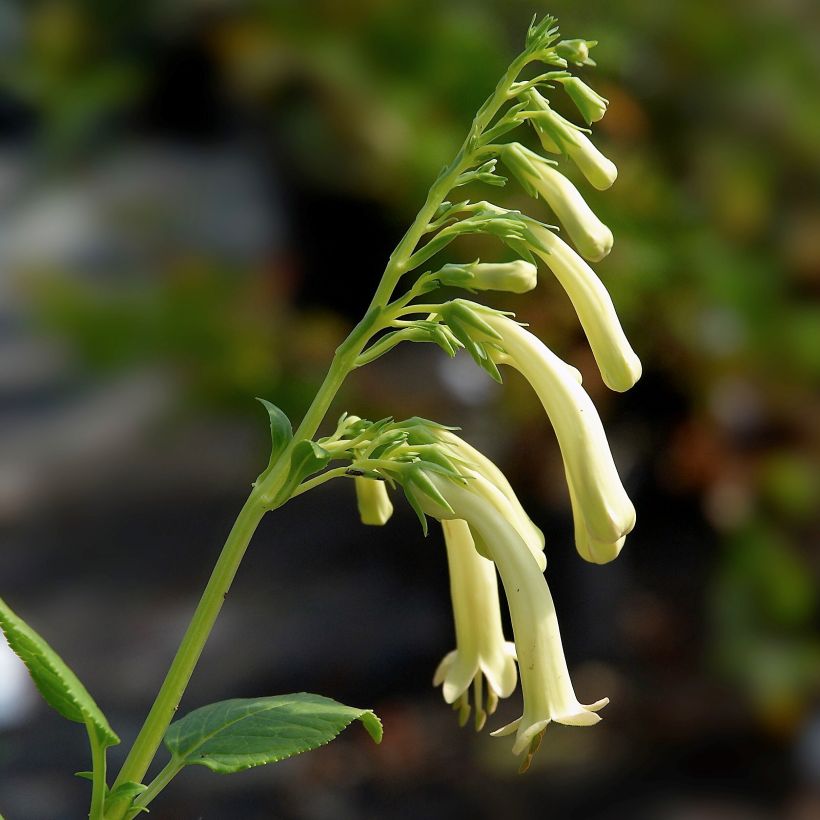 Fuchsia du Cap, Phygelius aequalis Yellow Trumpet (Floraison)