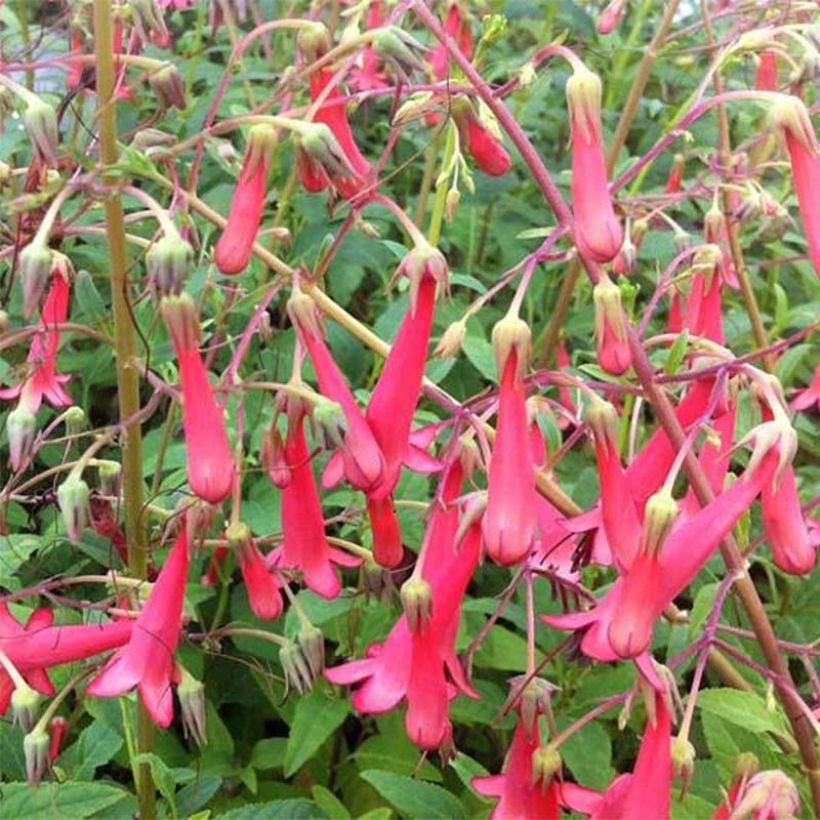 Fuchsia du Cap - Phygelius rectus Blacher (Cherry Ripe) (Floraison)