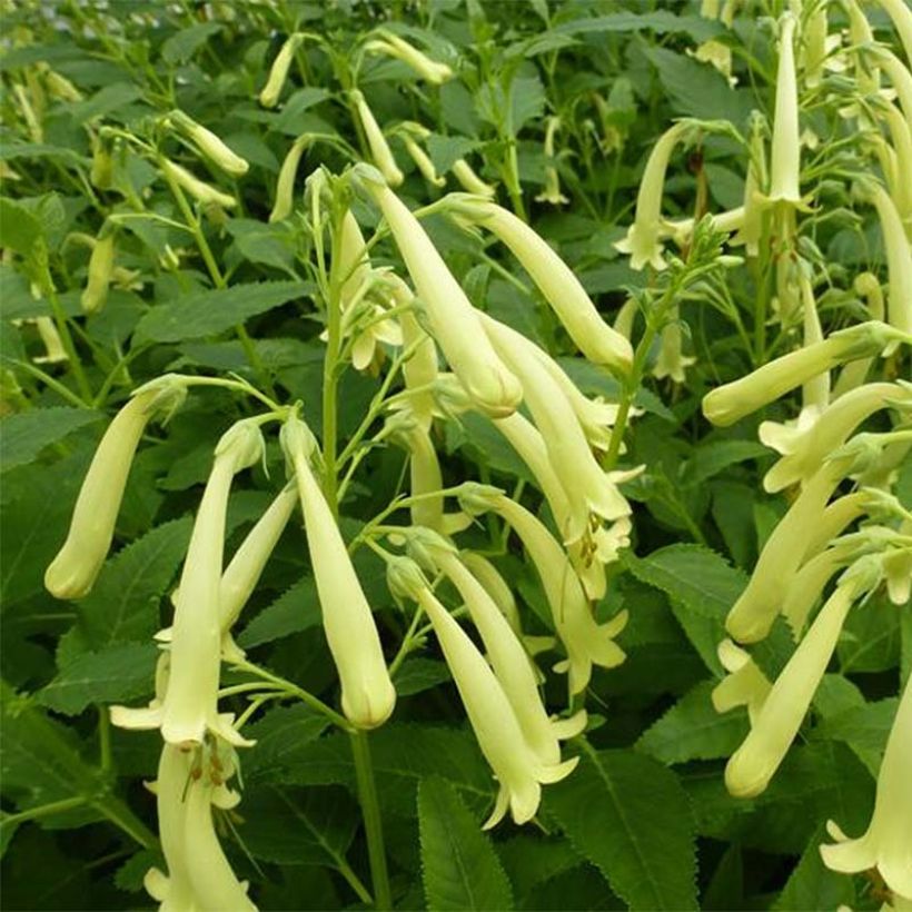 Fuchsia du Cap - Phygelius rectus Moonraker (Floraison)