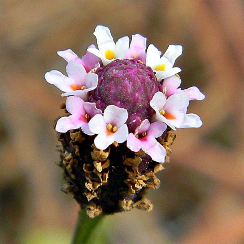 Phyla ou Lippia nodiflora - Verveine nodulaire (Floraison)