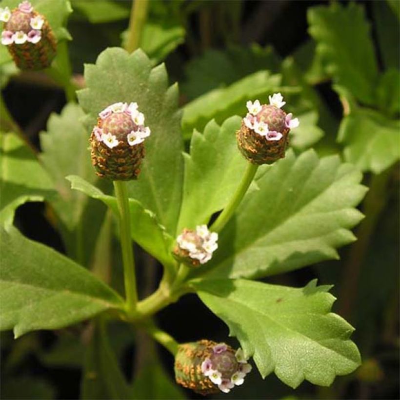 Phyla ou Lippia nodiflora - Verveine nodulaire (Feuillage)
