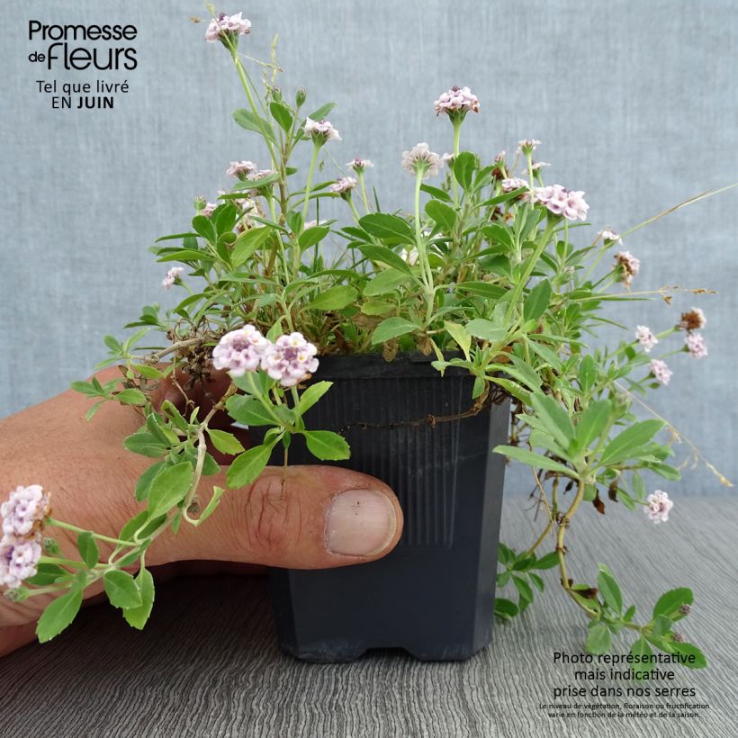 Spécimen de Phyla nodiflora var. canescens - Lippia nodiflora Godet de 7/8 cm tel que livré en été