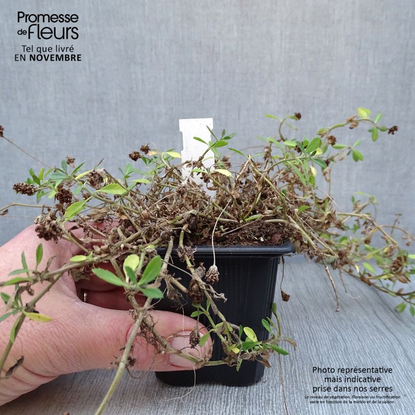 Spécimen de Phyla nodiflora var. canescens - Lippia nodiflora tel que livré en automne