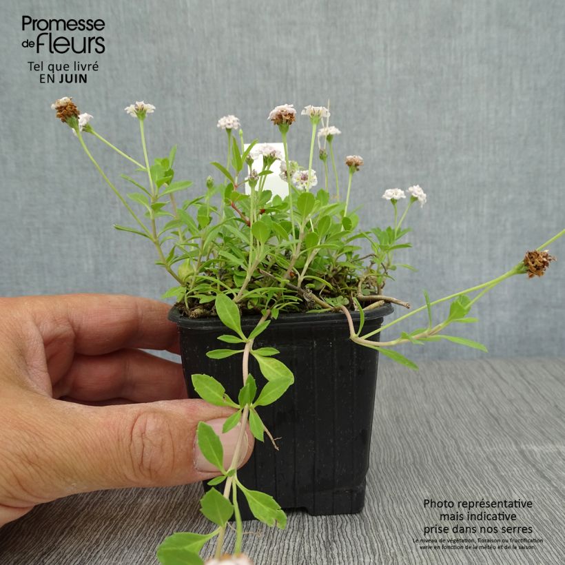 Spécimen de Phyla ou Lippia nodiflora - Verveine nodulaire Godet de 8/9 cm tel que livré en été