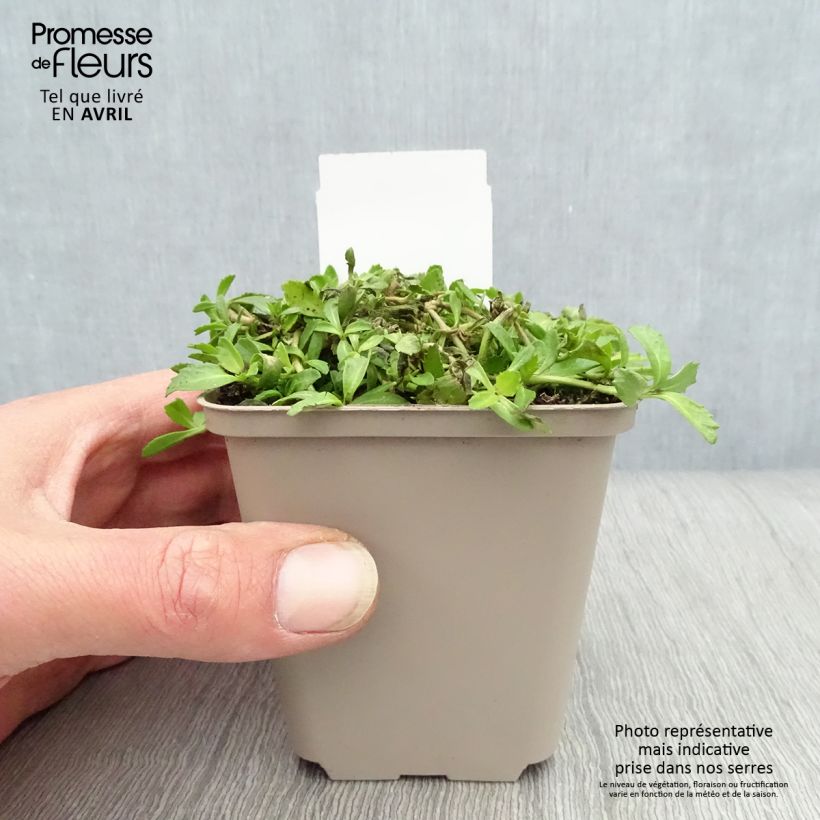 Spécimen de Phyla ou Lippia nodiflora - Verveine nodulaire Godet de 9cm tel que livré au printemps