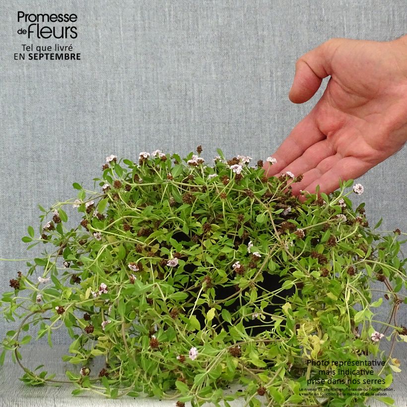 Spécimen de Phyla ou Lippia nodiflora - Verveine nodulaire Pot de 2L/3L tel que livré en été
