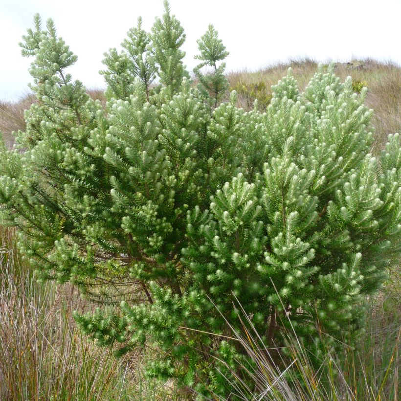 Phylica arborea (Port)