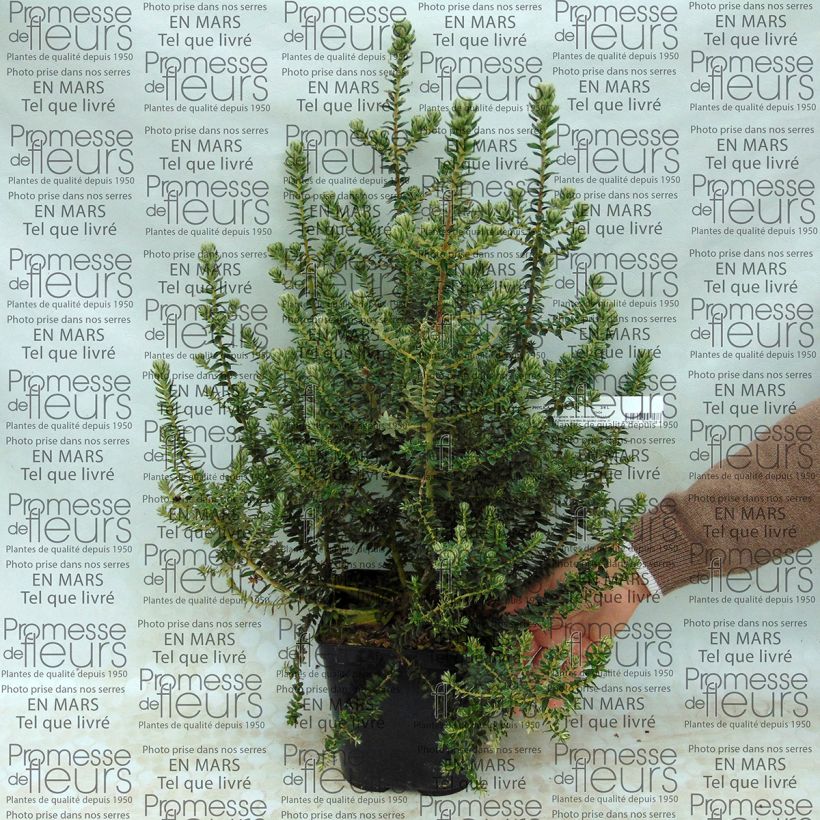 Exemple de spécimen de Phylica arborea Pot de 3L/4L tel que livré