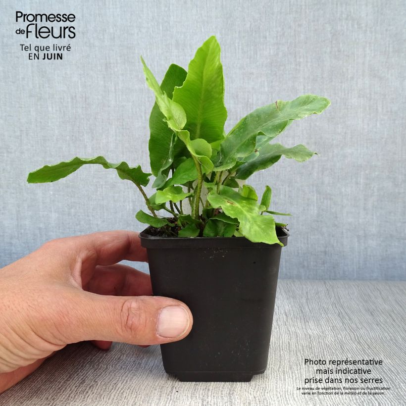 Spécimen de Phyllitis scolopendrium - Fougère Scolopendre Godet de 8/9 cm tel que livré en été