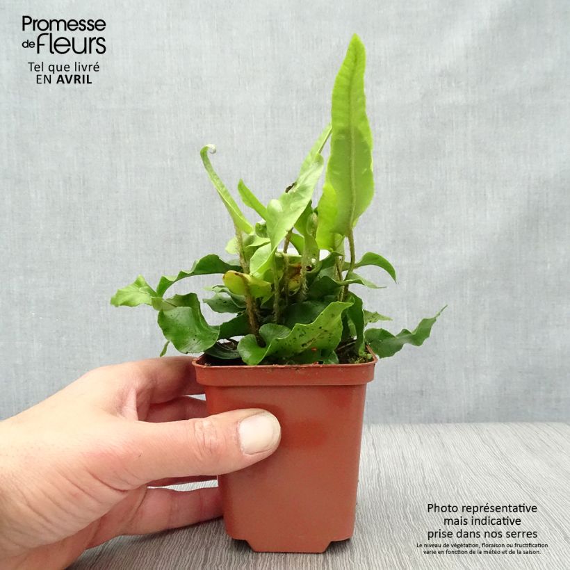 Spécimen de Phyllitis scolopendrium - Fougère Scolopendre Godet de 9cm tel que livré au printemps