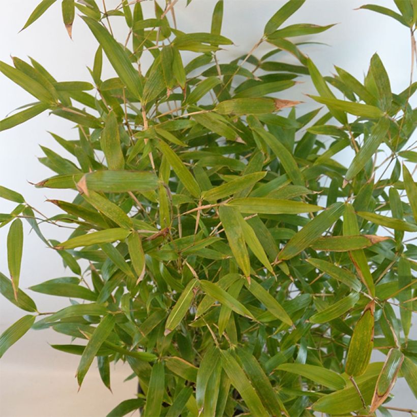 Phyllostachys atrovaginata Green Perfume - Bambou moyen (Feuillage)