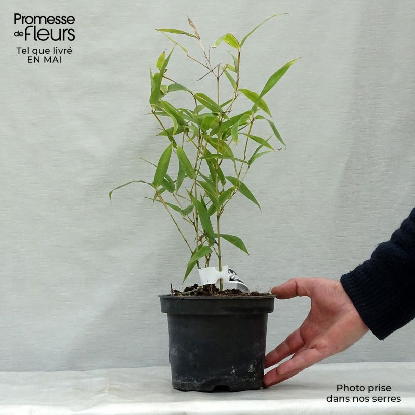 Spécimen de Phyllostachys atrovaginata Green Perfume - Bambou moyen pot 2L/3L 60cm+ tel que livré au printemps
