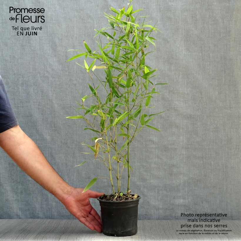 Spécimen de Phyllostachys atrovaginata Green Perfume - Bambou moyen Pot de 2L/3L tel que livré en été