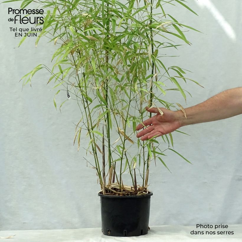 Spécimen de Phyllostachys atrovaginata Green Perfume - Bambou moyen Pot de 4L/5L tel que livré en été