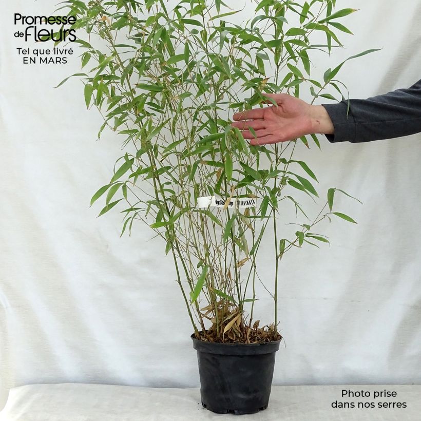 Spécimen de Phyllostachys atrovaginata Green Perfume - Bambou moyen pot 5L 100/150 tel que livré au printemps