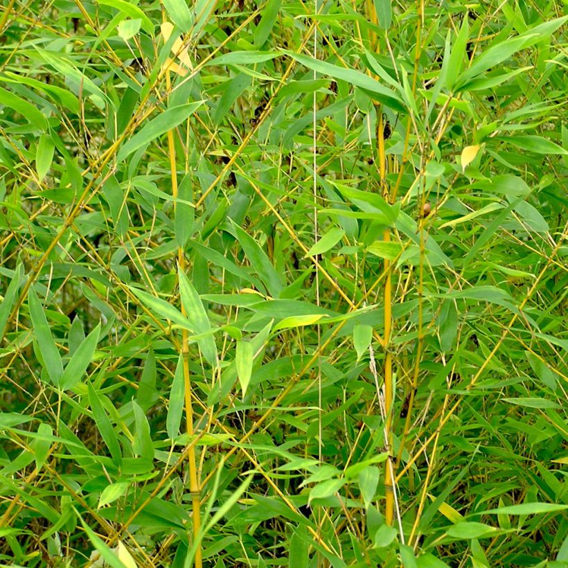 Bambou doré - Phyllostachys aurea (Feuillage)