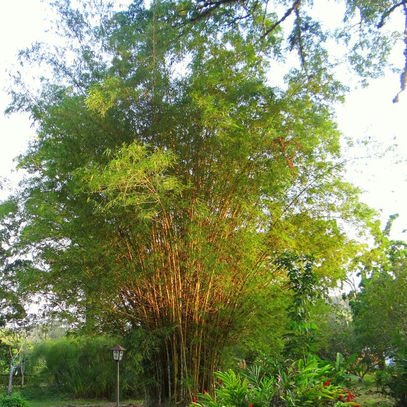 Bambou doré - Phyllostachys aurea (Port)