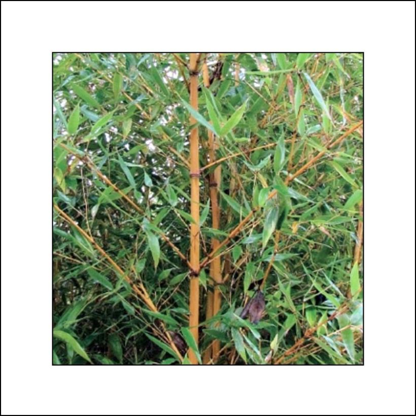 Phyllostachys aurea Holochrysa - Bambou doré (Feuillage)