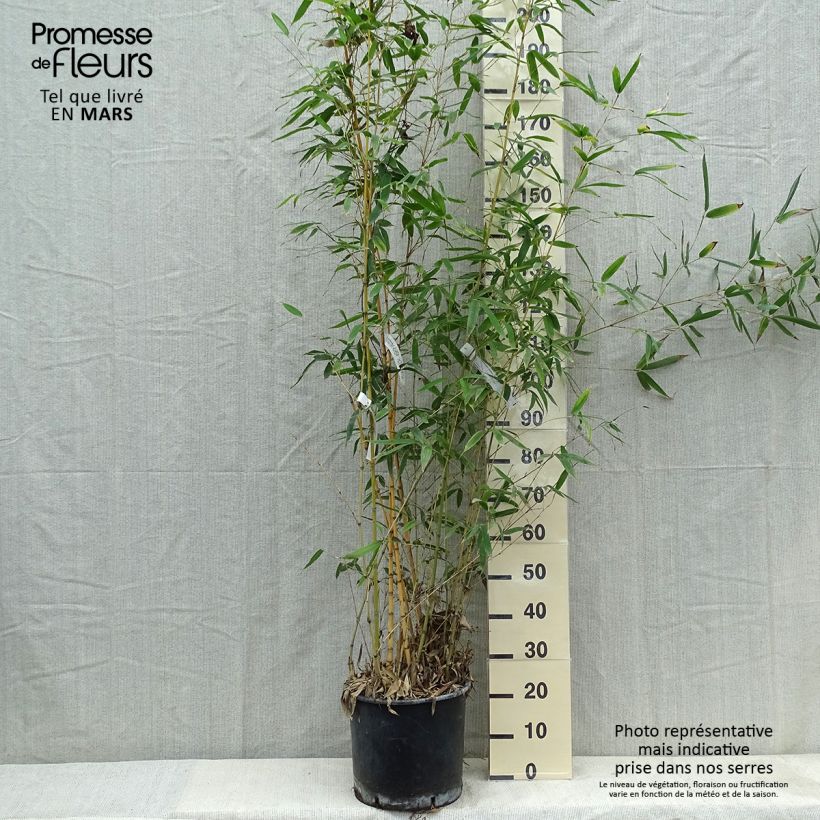 Spécimen de Phyllostachys aurea Holochrysa - Bambou doré tel que livré au printemps