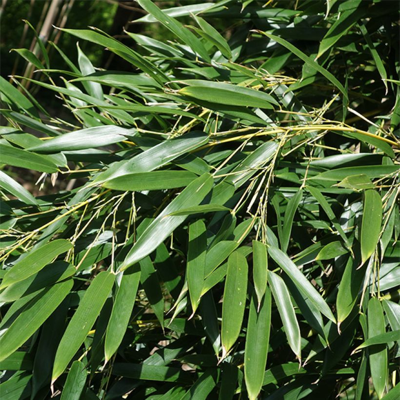 Phyllostachys aureosulcata Alata - Bambou moyen (Feuillage)