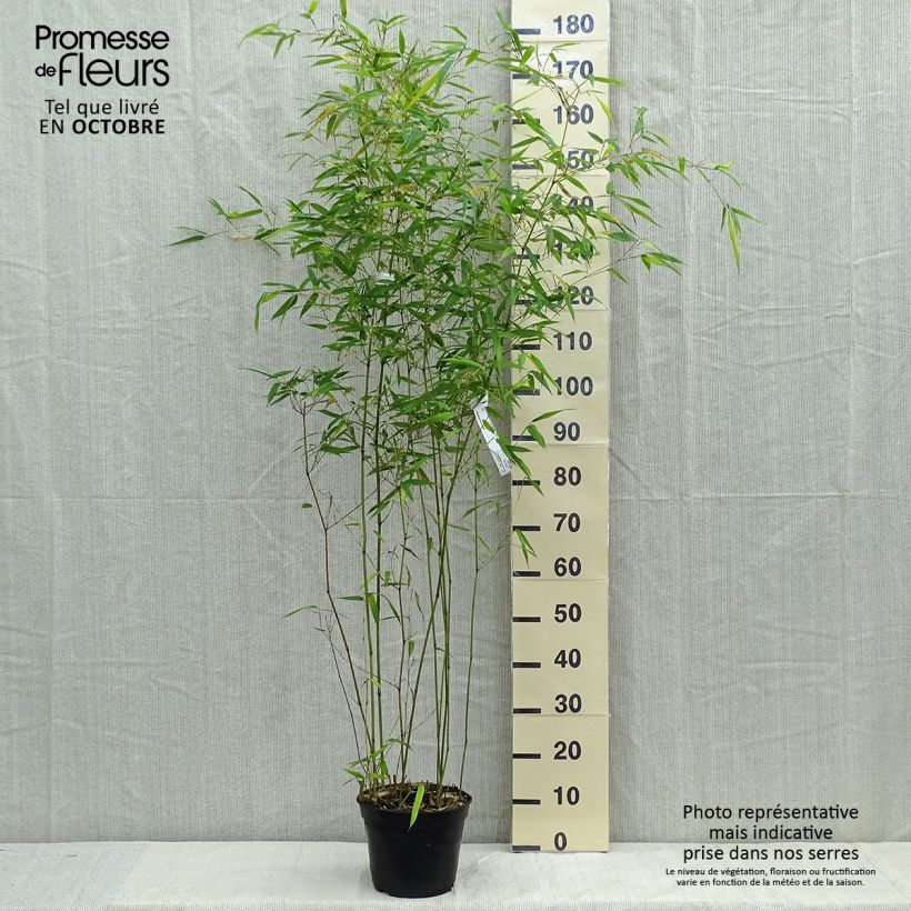 Spécimen de Phyllostachys aureosulcata Alata - Bambou moyen tel que livré en automne