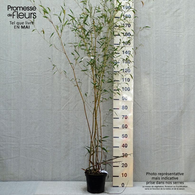 Spécimen de Phyllostachys aureosulcata Alata - Bambou moyen tel que livré au printemps