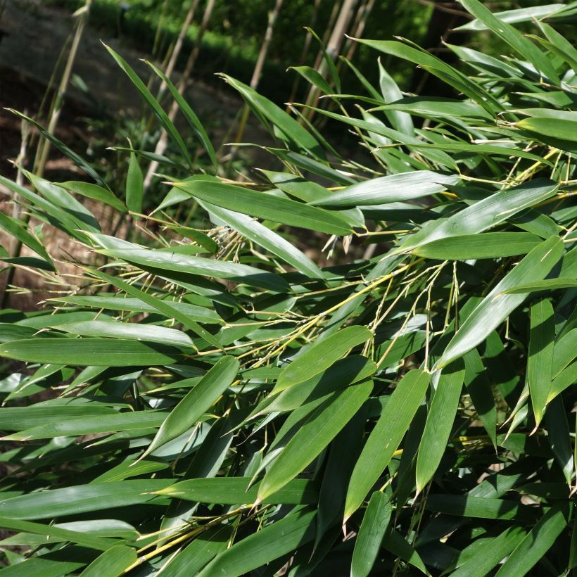 Phyllostachys aureosulcata - Bambou moyen (Feuillage)