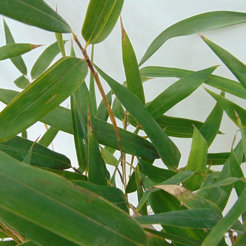 Phyllostachys aureosulcata Spectabilis - Bambou moyen (Feuillage)