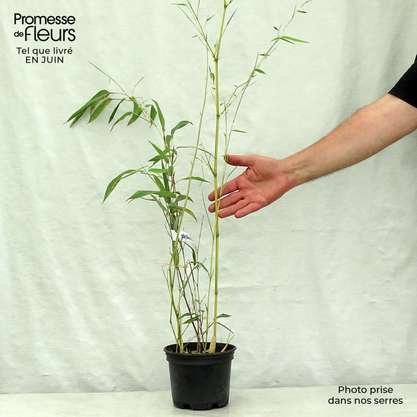 Spécimen de Phyllostachys aureosulcata Spectabilis - Bambou moyen Pot de 2L/3L tel que livré en été