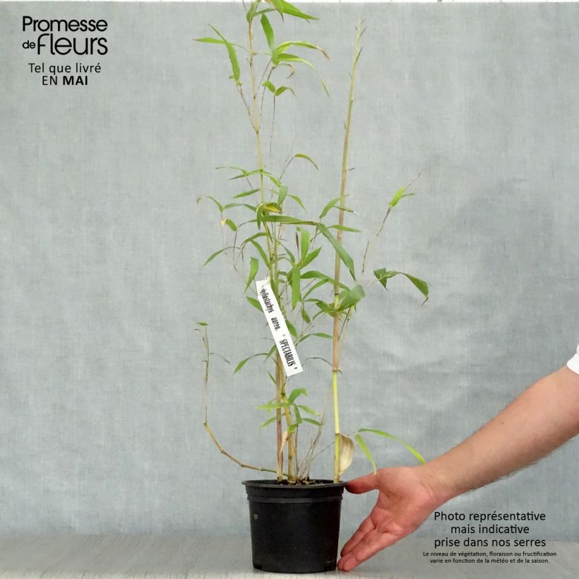 Spécimen de Phyllostachys aureosulcata Spectabilis - Bambou moyen tel que livré au printemps