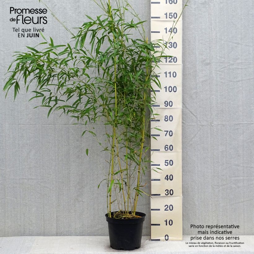 Spécimen de Phyllostachys aureosulcata Spectabilis - Bambou moyen Pot de 4L/5L tel que livré en été