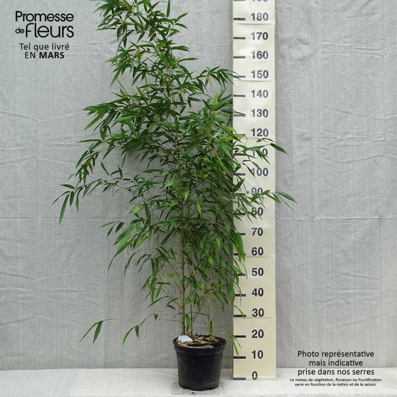 Spécimen de Phyllostachys aureosulcata Spectabilis - Bambou moyen Pot de 4L/5LHauteur livrée env. 125/150cm tel que livré au printemps