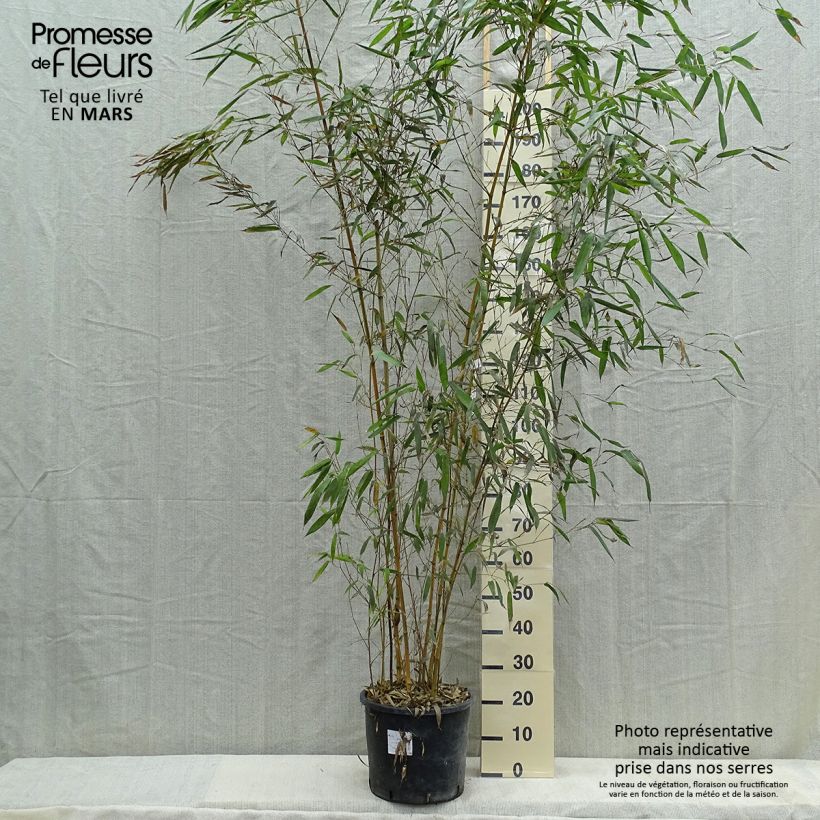 Spécimen de Phyllostachys aureosulcata Spectabilis - Bambou moyen tel que livré au printemps