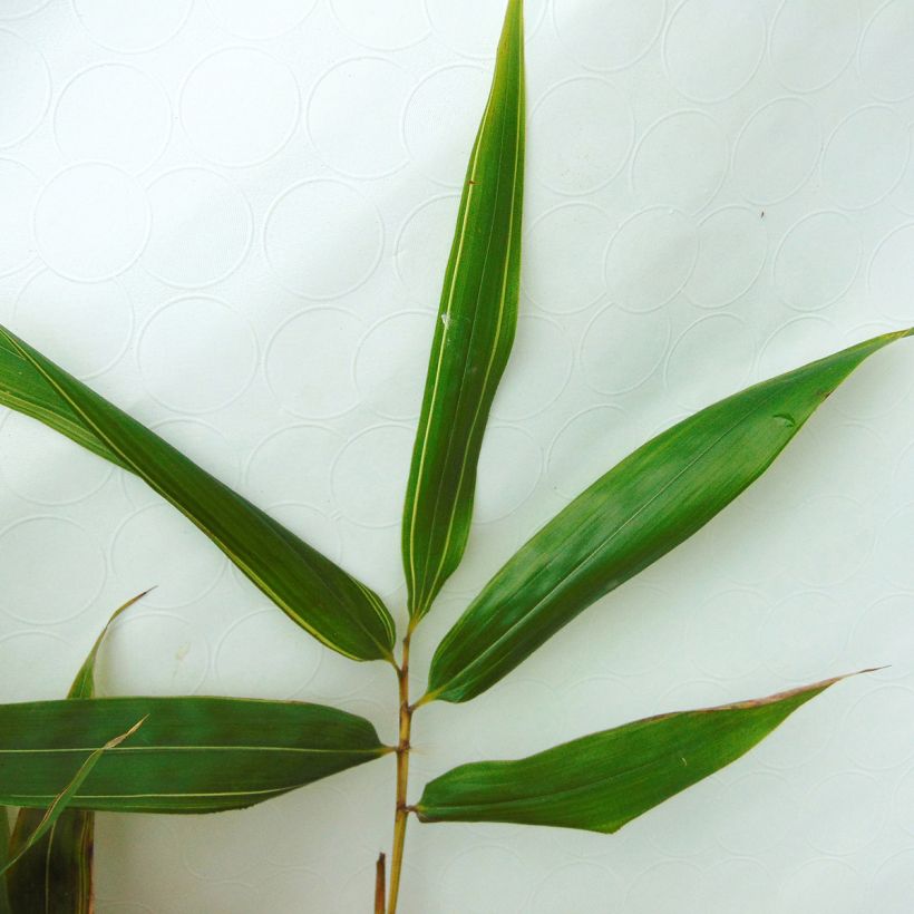 Phyllostachys bambusoides Castillonis - Bambou géant (Feuillage)