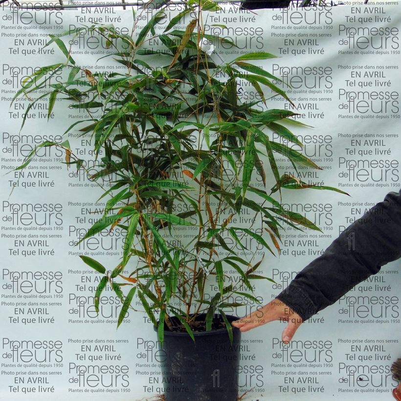 Exemple de spécimen de Phyllostachys bambusoides Castillonis - Bambou géant Pot de 4L/5L tel que livré