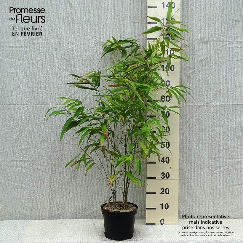 Spécimen de Phyllostachys edulis (= pubescens) - Bambou géant tel que livré en hiver