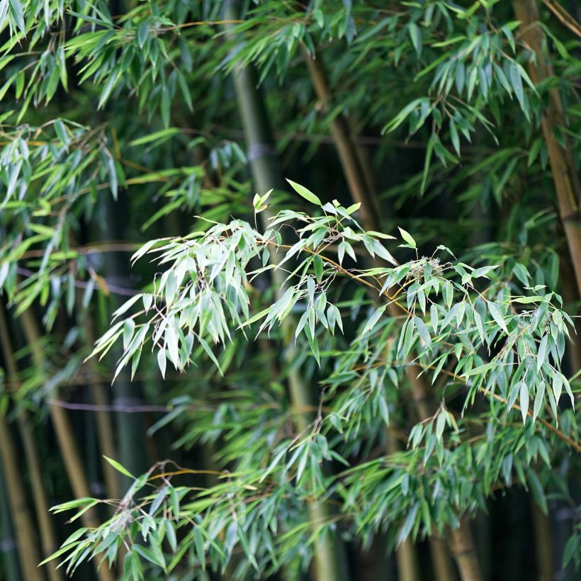 Phyllostachys edulis (= pubescens) - Bambou géant (Feuillage)