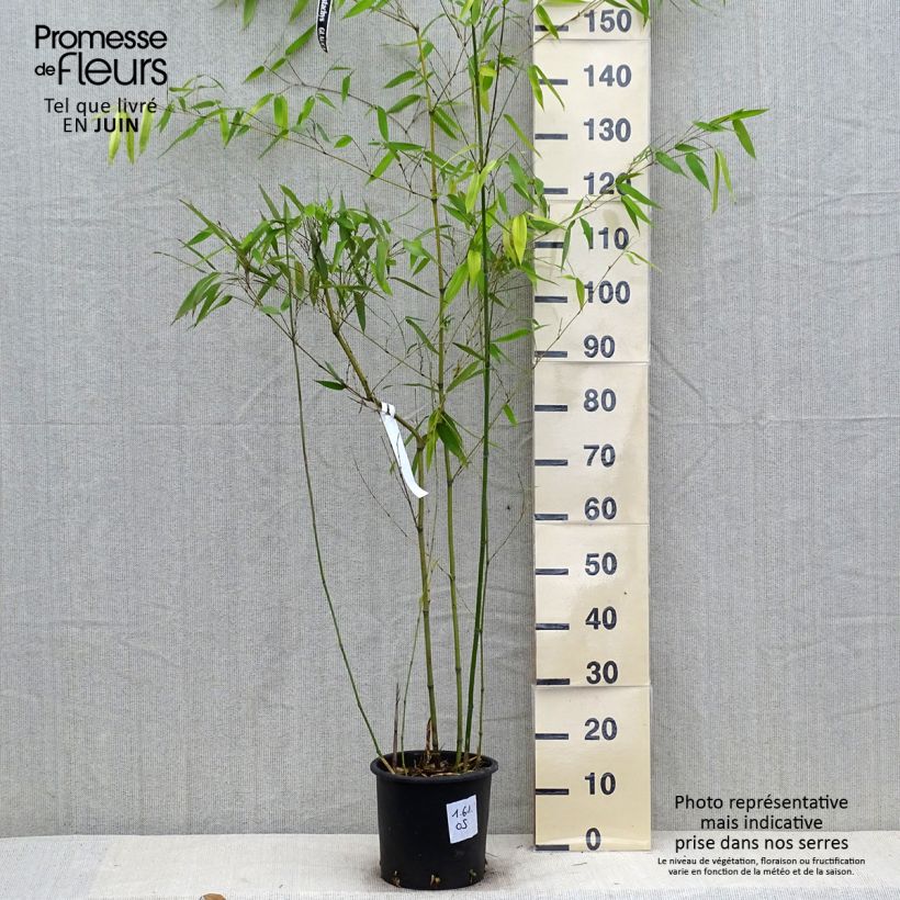 Spécimen de Phyllostachys glauca - Bambou moyen tel que livré en ete