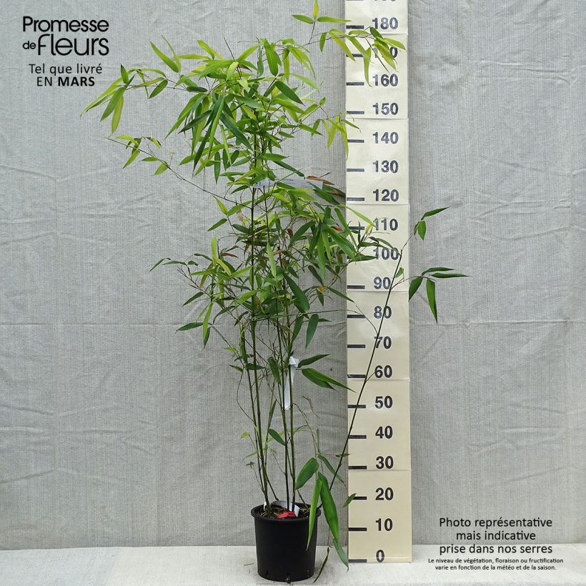 Spécimen de Phyllostachys glauca - Bambou moyen tel que livré au printemps