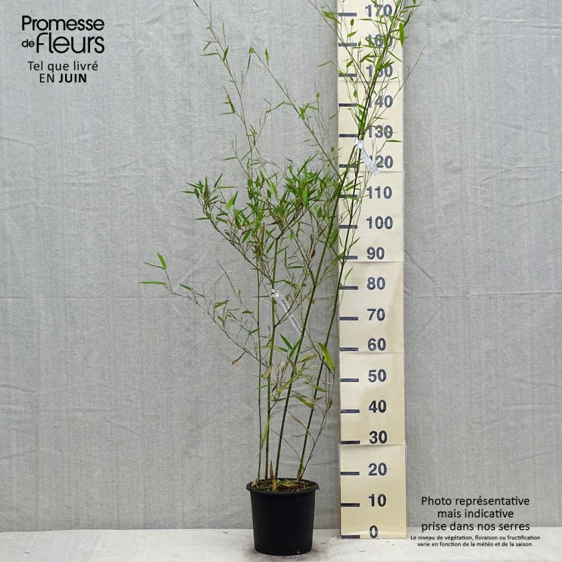Spécimen de Phyllostachys heteroclada - Bambou en écailles de poisson Pot de 4L/5L tel que livré en été