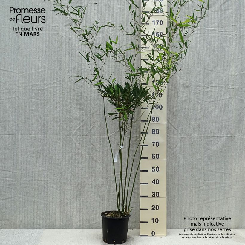 Spécimen de Phyllostachys heteroclada - Bambou en écailles de poisson tel que livré au printemps