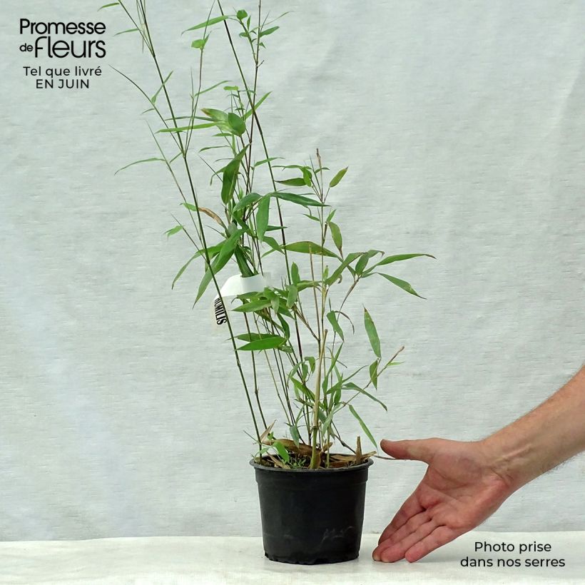 Spécimen de Phyllostachys humilis - Bambou moyen Pot de 2L/3L tel que livré en été