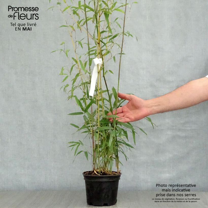 Spécimen de Phyllostachys humilis - Bambou moyen pot 2L tel que livré au printemps