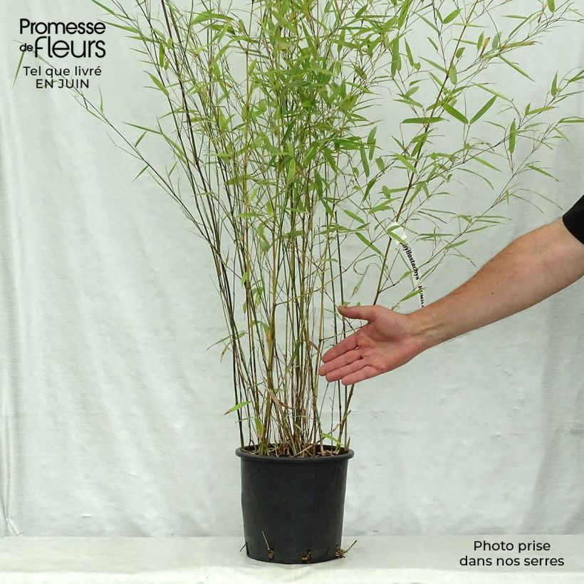 Example of Phyllostachys humilis - Bambou moyen as you get in ete