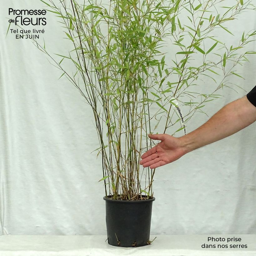 Spécimen de Phyllostachys humilis - Bambou moyen Pot de 4L/5L tel que livré en été
